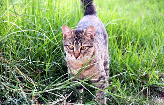 chat-australie