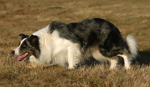 border-collie-lassie