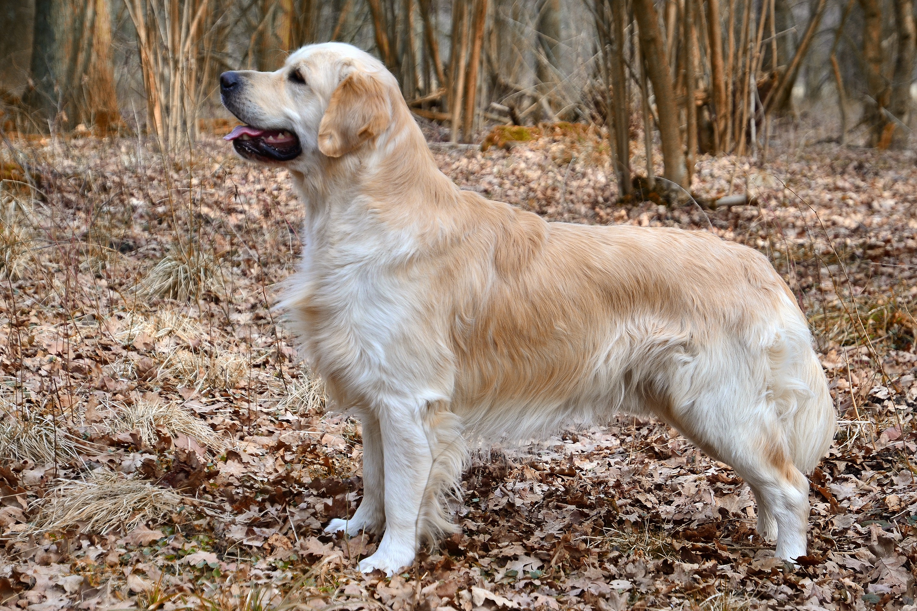 golden-retriever