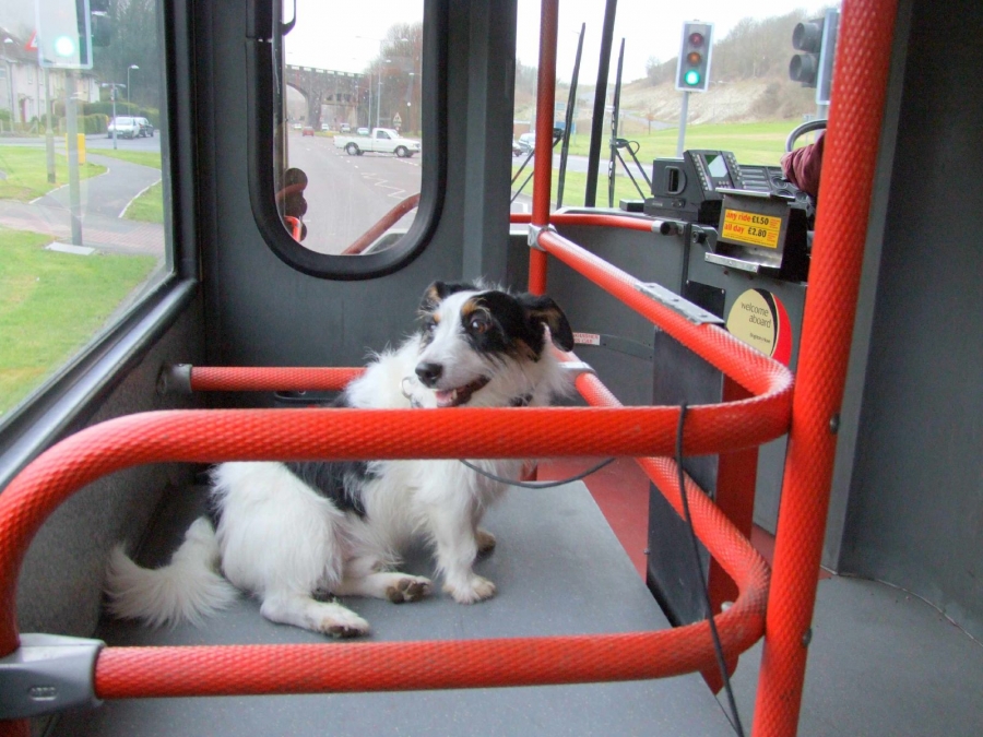 chien-voyage-bus