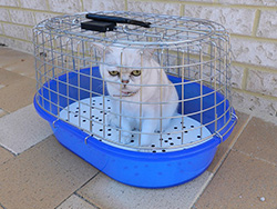 chat-prisonnier