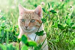 chat-herbe