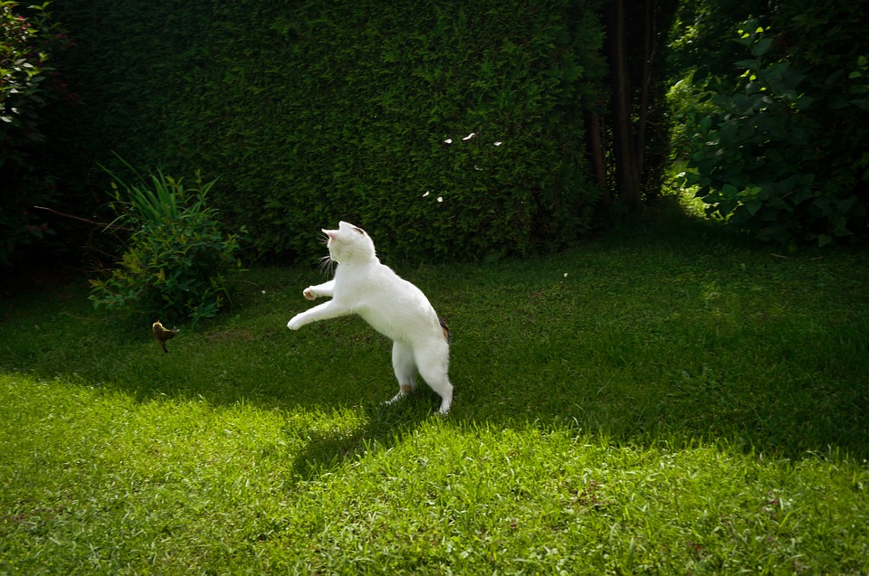 chat-oiseau