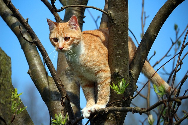 chat-nouvelle-zelande