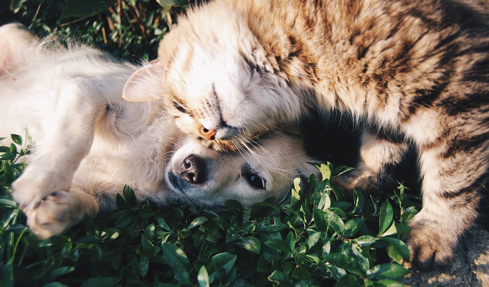 chat-et-chien-amis