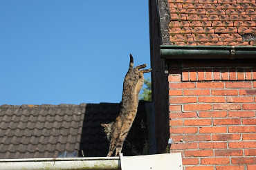 Chat qui saute