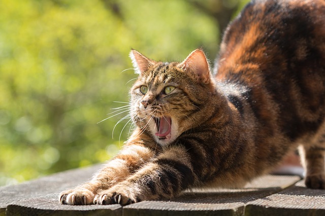 chat-yoga