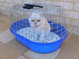 Chat dans sa cage
