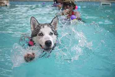 chien-eau-nager