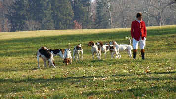 choisir son chien de chasse