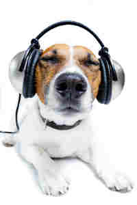 musique chien