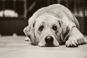 Dépression chez les chiens et chats