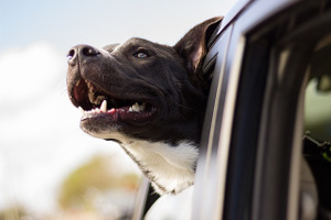 Voyager avec son chien en voiture