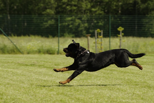 chien-exercice