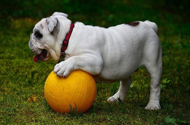 chien-rugby-devin