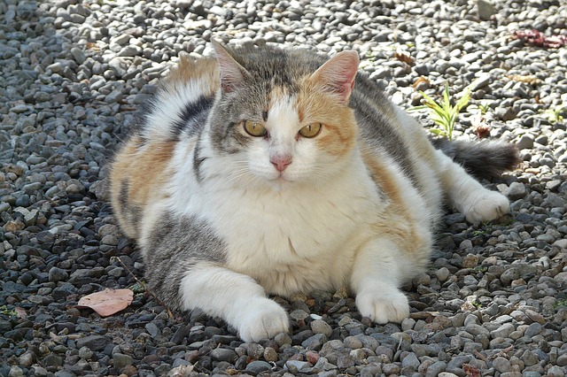 chat-obese