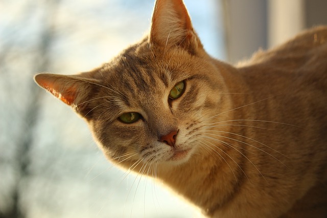 chat-torturé-marseille