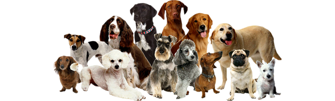 Assurance & mutuelles pour Chiens