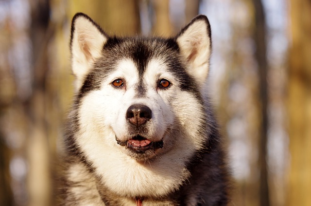 chien-husky