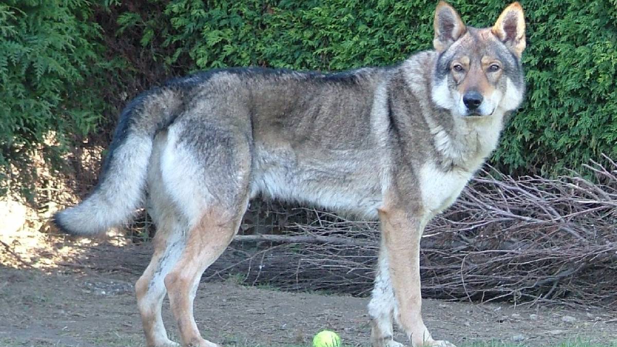 Race De Chien Chien Loup Slovaque Mutuelle Animaux