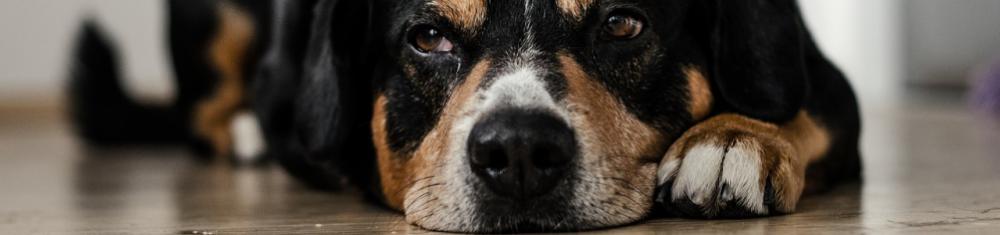 Choisir son chien