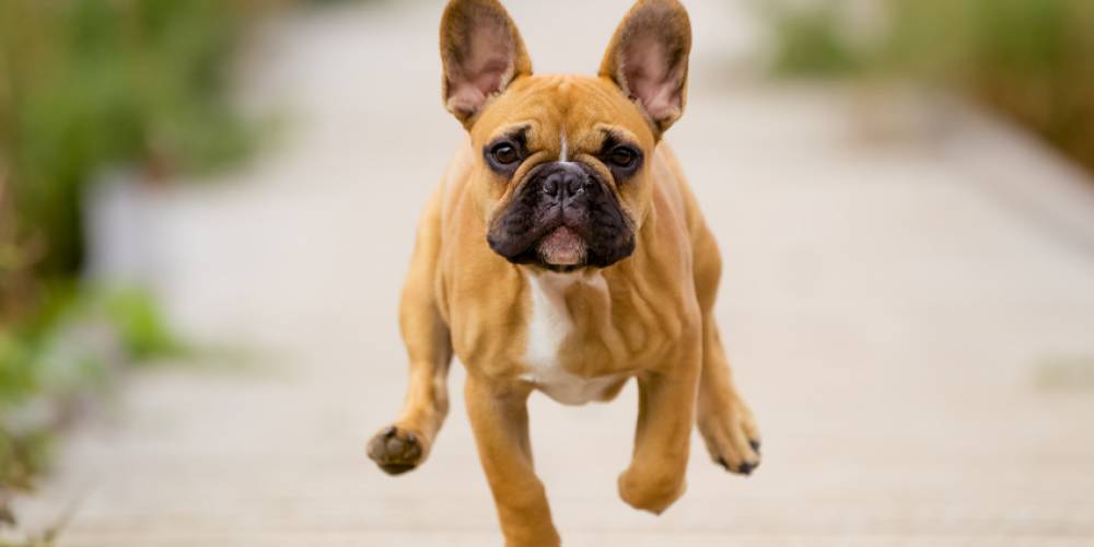 Race De Chien Bouledogue Français Mutuelle Animaux