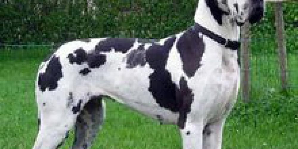 Race De Chien Dogue Allemand Mutuelle Animaux