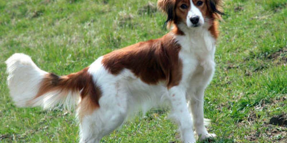 Race De Chien Petit Chien Hollandais De Chasse Au Gibier D