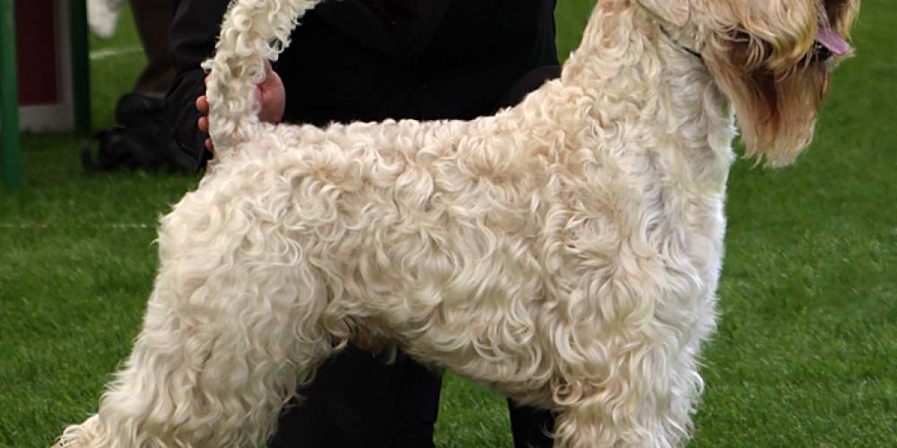 Race De Chien Terrier Irlandais à Poil Doux Mutuelle Animaux