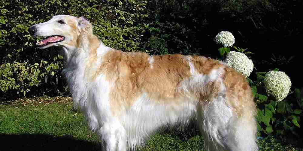 Barzoï: A Majestic Breed 8 Barzoï Care