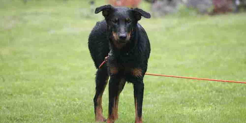 chien-beauceron