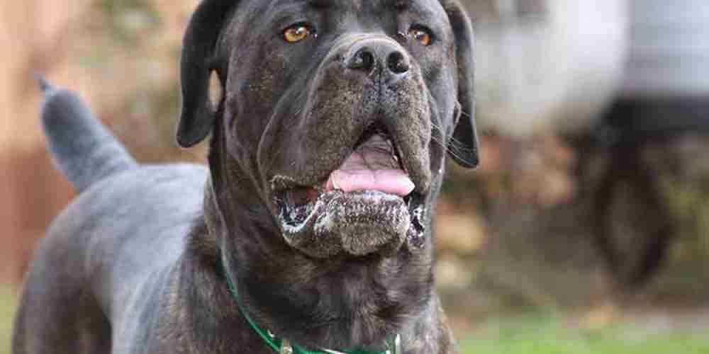 cane-corso