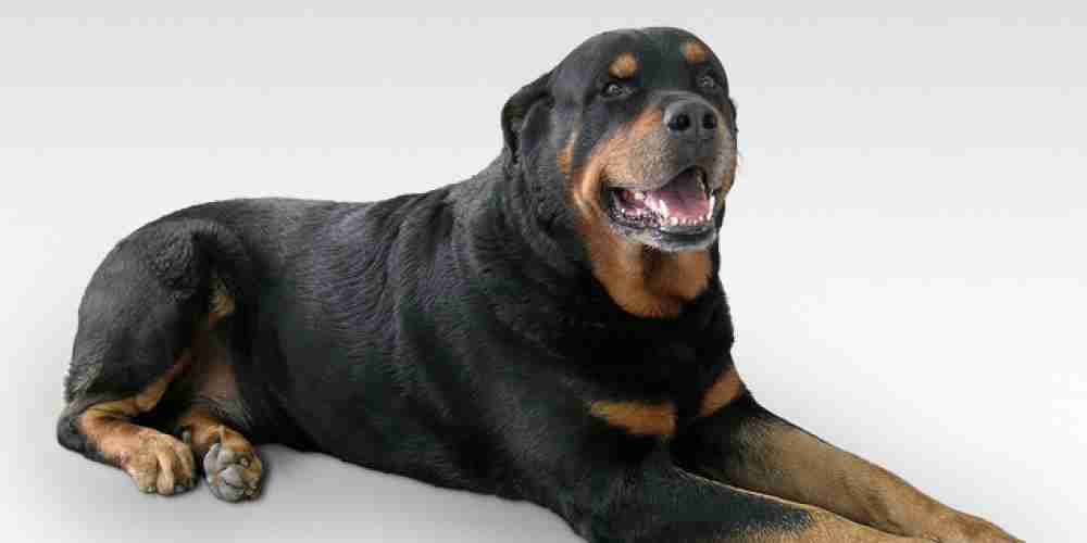 rottweiler-chien