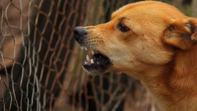 combat-chien-toulouse