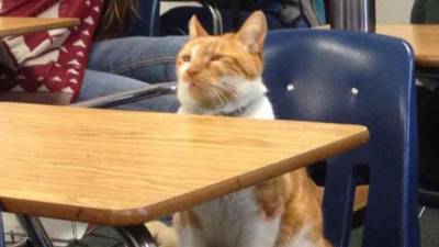 bubba-chat