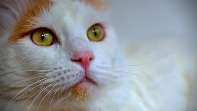 chat-turquie-décret