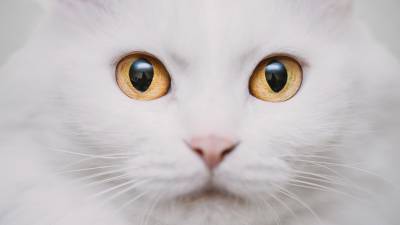 chat-resussite-lazarus