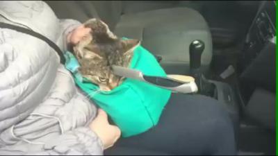 chat-russe-couteau