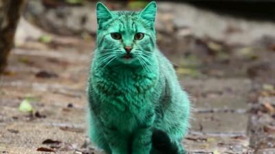 chat-vert-bulgarie