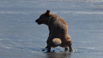 chien-beziers-dejection