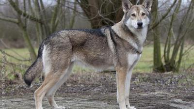 chien-de-sarloos