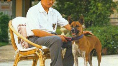 Thaïlande, insulter le chien du roi est un crime de lèse-majesté