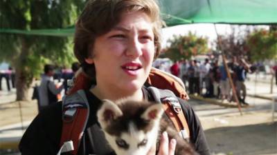 chien-syrie
