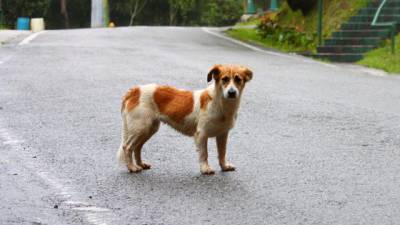 animaux-abandon-enfant