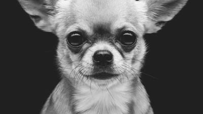 oliver-chihuahua-photo