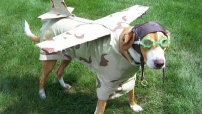 chien-avion
