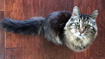 chat-vieux-corduroy