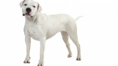 dogue argentin crédits photo Fotolia
