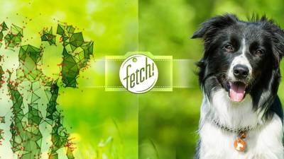 fetch-application-chien