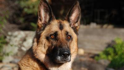 flair-chien-policier